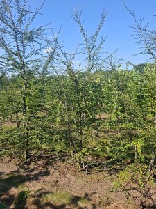 Nothofagus antarctica 250-300 cm draadkluit meerstammig - afbeelding 1