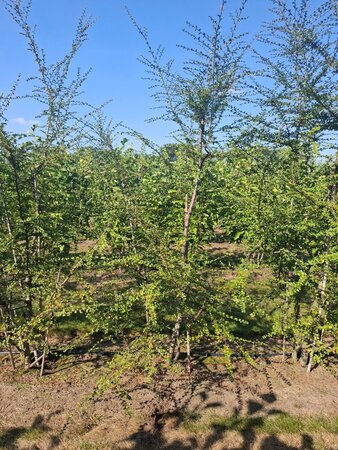 Nothofagus antarctica 250-300 cm draadkluit meerstammig - afbeelding 2
