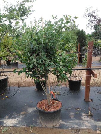 Nyssa sylvatica 200-250 cm container multi-stem - image 1