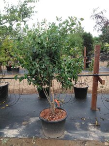 Nyssa sylvatica 200-250 cm container multi-stem