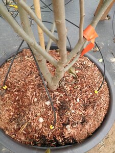 Nyssa sylvatica 200-250 cm container multi-stem - image 2