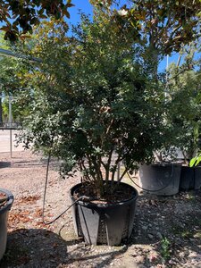 Osmanthus burkwoodii 175-200 cm draadkluit meerstammig