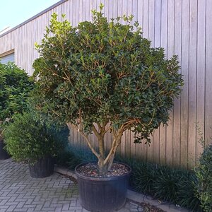 Osmanthus heterophyllus = aquifolium 200-250 cm container meerstammig