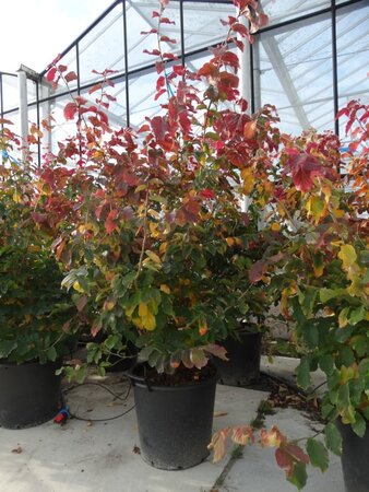 Parrotia persica 150-175 cm container meerstammig - afbeelding 1