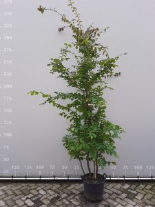 Parrotia persica 175-200 cm draadkluit meerstammig - afbeelding 3