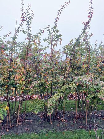 Parrotia persica 175-200 cm draadkluit meerstammig - afbeelding 1
