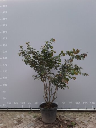 Parrotia persica 200-225 cm draadkluit meerstammig - afbeelding 3