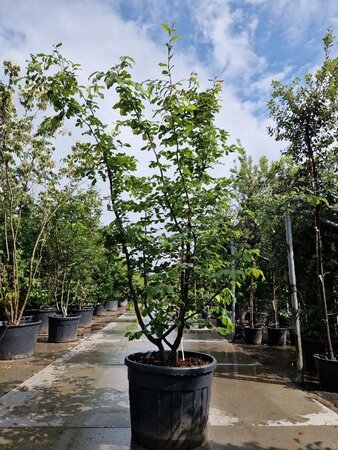 Parrotia persica 200-250 cm container meerstammig - afbeelding 1