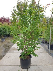 Parrotia persica 200-250 cm container meerstammig - afbeelding 2
