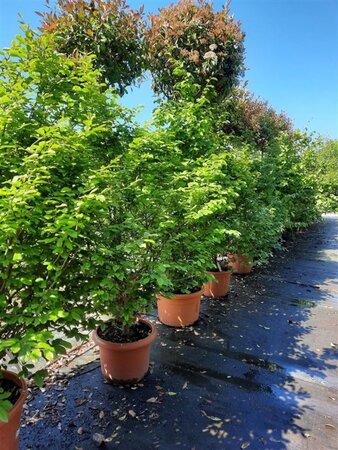 Parrotia persica 200-250 cm container meerstammig - afbeelding 3