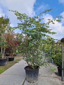 Parrotia persica 200-250 cm container meerstammig - afbeelding 4