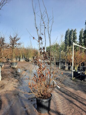 Parrotia persica 200-250 cm container meerstammig - afbeelding 6