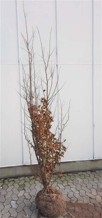 Parrotia persica 200-250 cm container meerstammig - afbeelding 8