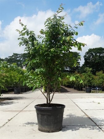 Parrotia persica 250-300 cm cont. 130L meerstammig