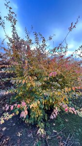 Parrotia persica 250-300 cm draadkluit meerstammig - afbeelding 1