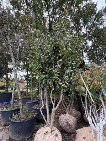 Parrotia persica 250-300 cm draadkluit meerstammig - afbeelding 5