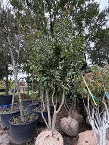 Parrotia persica 250-300 cm draadkluit meerstammig - afbeelding 5
