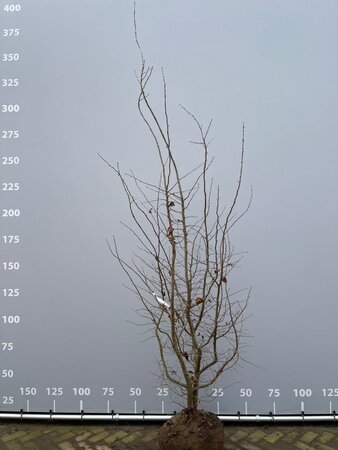 Parrotia persica 250-300 cm draadkluit meerstammig - afbeelding 2