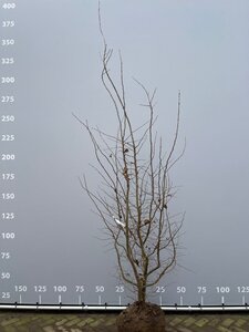 Parrotia persica 250-300 cm draadkluit meerstammig - afbeelding 2