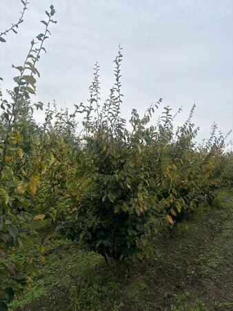 Parrotia persica 250-300 cm draadkluit meerstammig - afbeelding 4