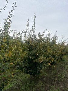 Parrotia persica 250-300 cm draadkluit meerstammig - afbeelding 4