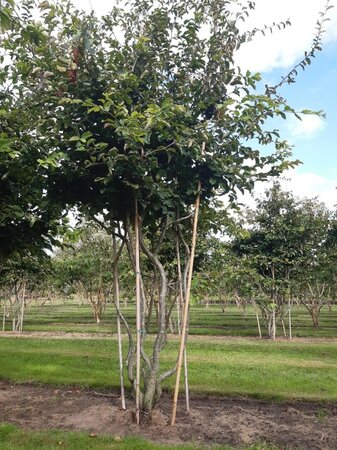 Parrotia persica 250-300 cm draadkluit meerstammig - afbeelding 3