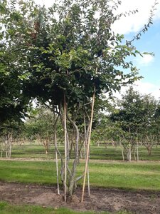 Parrotia persica 250-300 cm draadkluit meerstammig - afbeelding 3