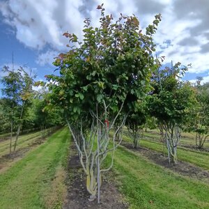 Parrotia persica 250-300 cm draadkluit meerstammig - afbeelding 3