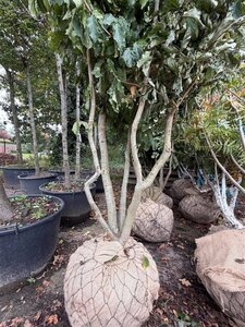 Parrotia persica 250-300 cm draadkluit meerstammig - afbeelding 6