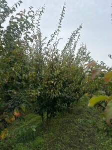 Parrotia persica 300-350 cm draadkluit meerstammig - afbeelding 3