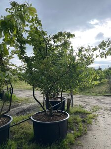 Parrotia persica 300-350 cm draadkluit meerstammig - afbeelding 2