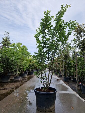 Parrotia persica 'Vanessa' 250-300 cm container meerstammig - afbeelding 1