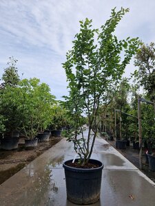 Parrotia persica 'Vanessa' 250-300 cm container meerstammig - afbeelding 1