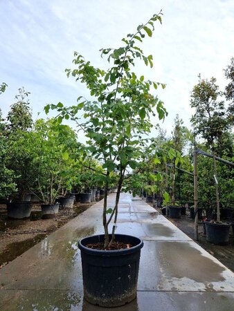 Parrotia persica 'Vanessa' 250-300 cm container meerstammig