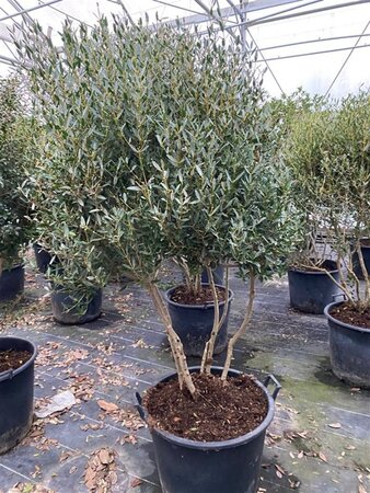 Phillyrea angustifolia 175-200 cm container meerstammig