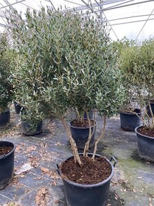 Phillyrea angustifolia 175-200 cm container meerstammig