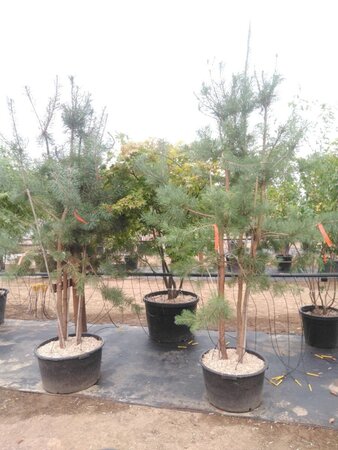Pinus sylvestris 250-300 cm container meerstammig - afbeelding 1