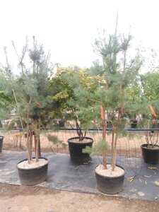 Pinus sylvestris 250-300 cm container meerstammig