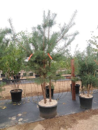 Pinus sylvestris 250-300 cm container meerstammig - afbeelding 2