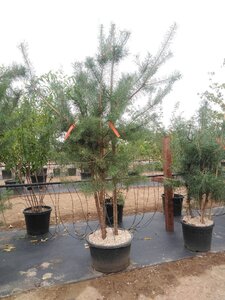 Pinus sylvestris 250-300 cm container meerstammig - afbeelding 2