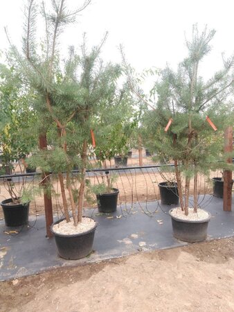 Pinus sylvestris 250-300 cm container meerstammig - afbeelding 3