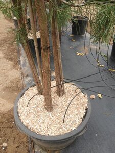 Pinus sylvestris 250-300 cm container meerstammig - afbeelding 4
