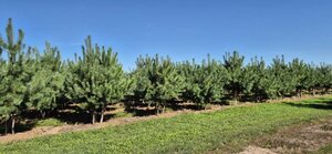Pinus sylvestris 250-300 cm draadkluit meerstammig - afbeelding 2