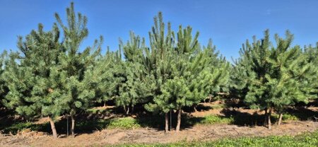 Pinus sylvestris 250-300 cm draadkluit meerstammig - afbeelding 3