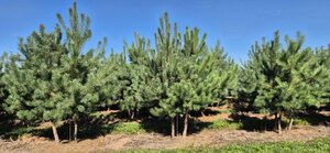 Pinus sylvestris 250-300 cm draadkluit meerstammig - afbeelding 3