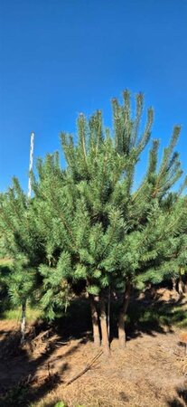 Pinus sylvestris 250-300 cm draadkluit meerstammig - afbeelding 4