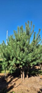 Pinus sylvestris 250-300 cm draadkluit meerstammig - afbeelding 4