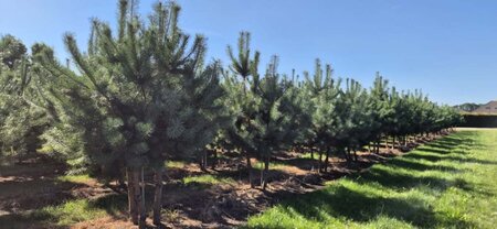 Pinus sylvestris 250-300 cm draadkluit meerstammig - afbeelding 5