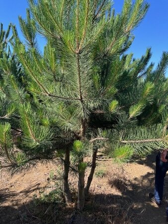 Pinus sylvestris 250-300 cm draadkluit meerstammig - afbeelding 1