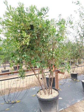 Pittosporum tobira 200-250 cm container meerstammig - afbeelding 1